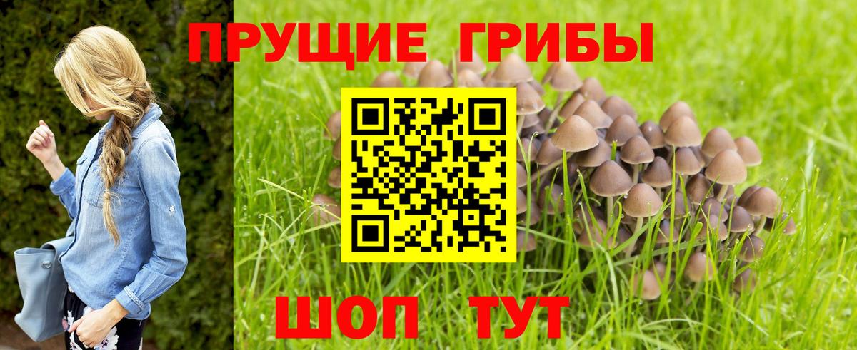 Псилоцибиновые грибы Psilocybe Балтийск